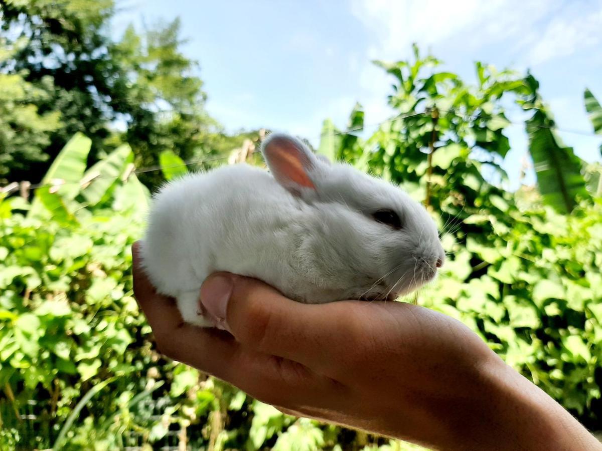 Fazendinha Paraiso Lumiar Luaran gambar